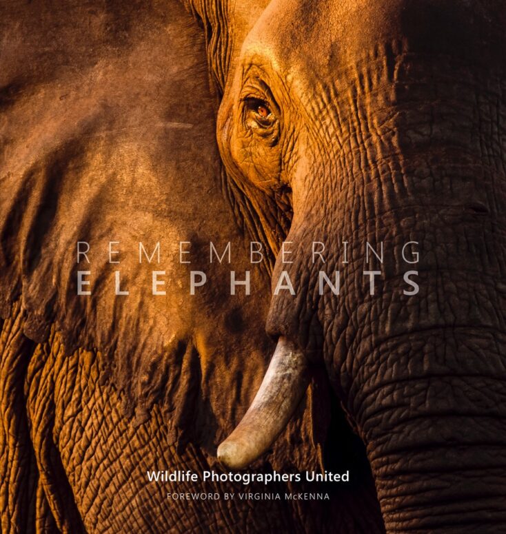 elephants_front-cover-3-copy